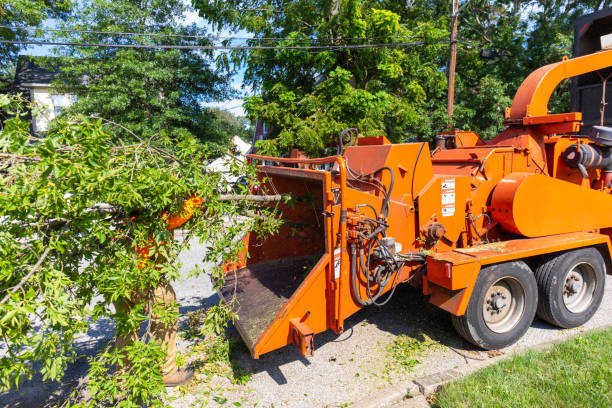 The Steps Involved in Our Tree Care Process in Newburyport, MA